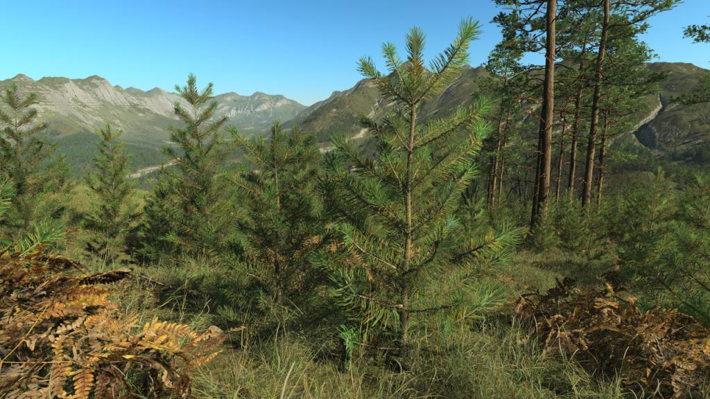 Pine Tree Saplings