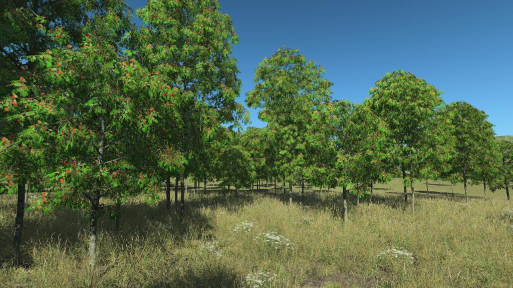 Rowan Trees