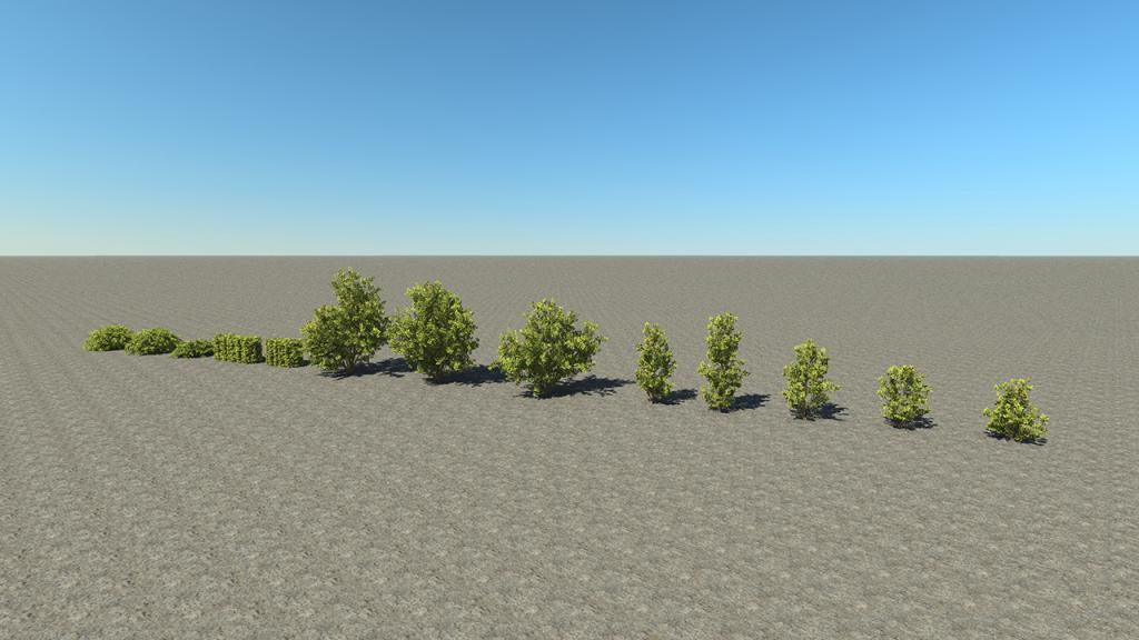 Elaeagnus Bushes