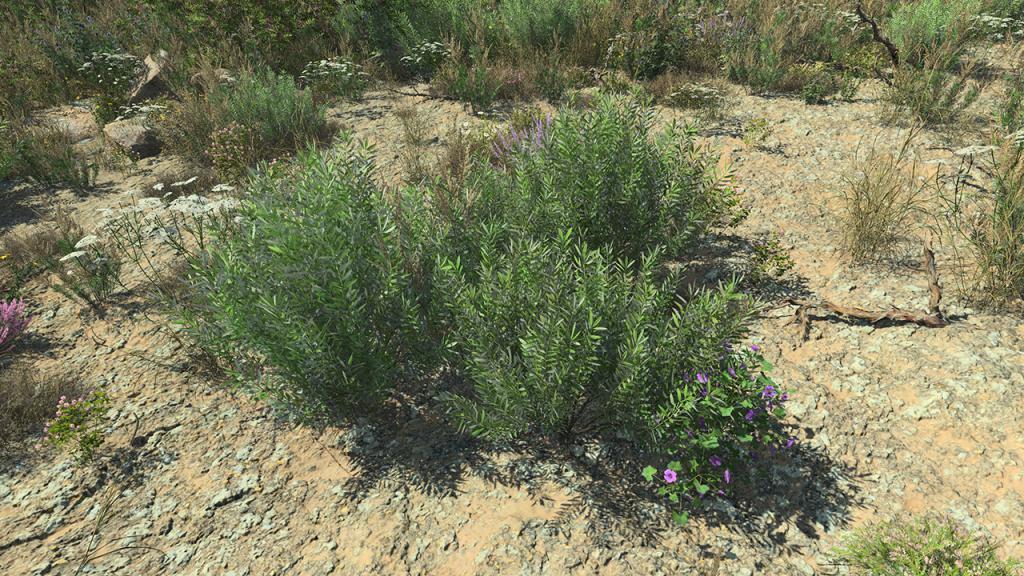 Olive Bushes