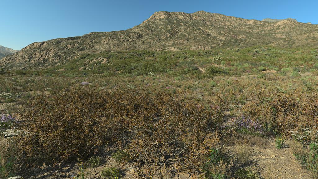Dry Bushes