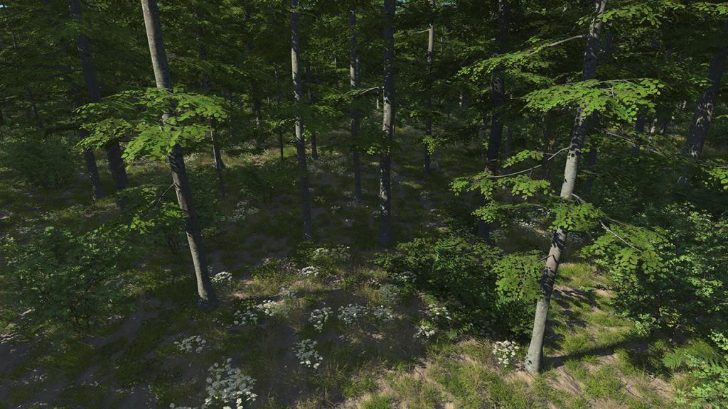 Forest Beech Trees