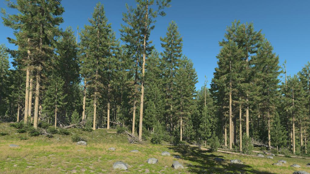 Douglas Fir Trees