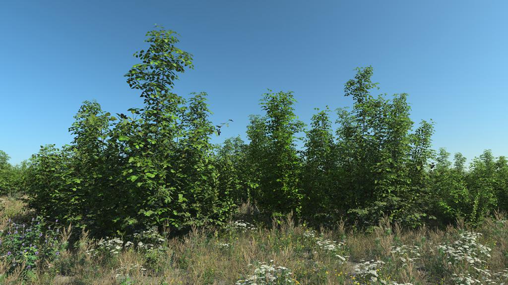 Roadside Bushes