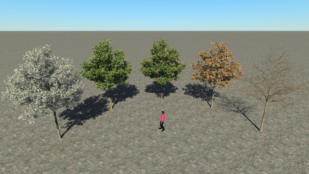 Small Cherry Trees