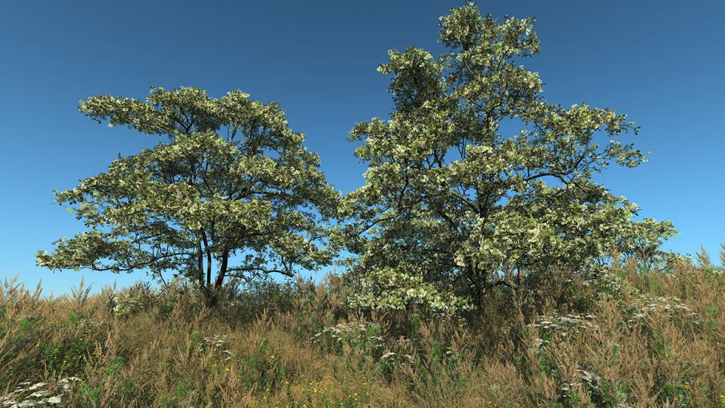 Hawthorn