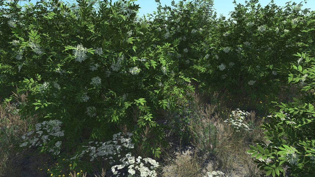 Common Elder