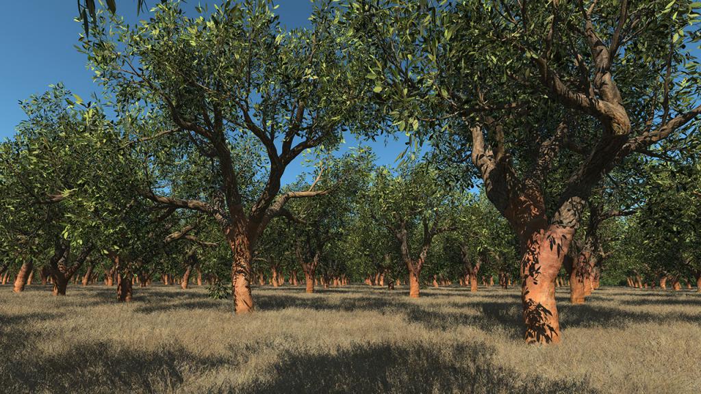 Cork Oak Trees