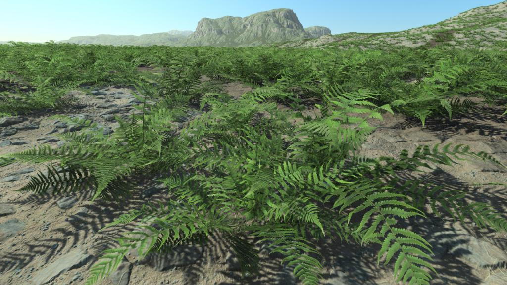 Ferns