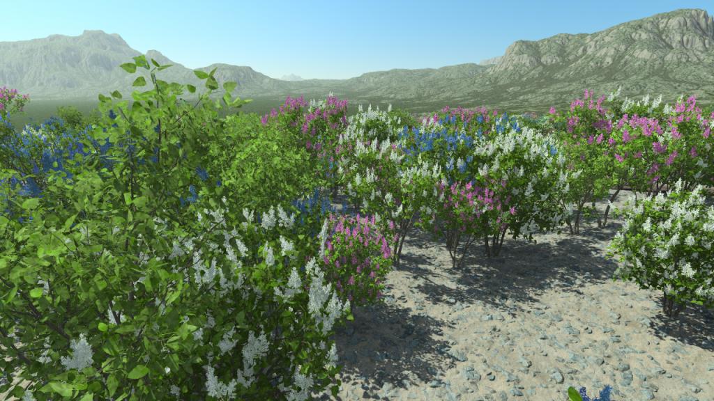 Lilacs