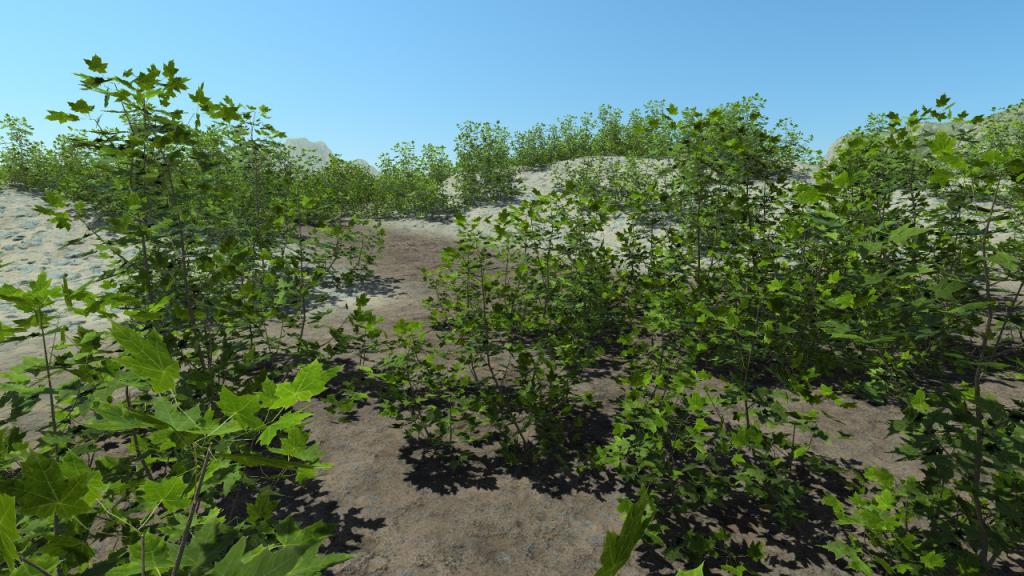 Maple Bushes