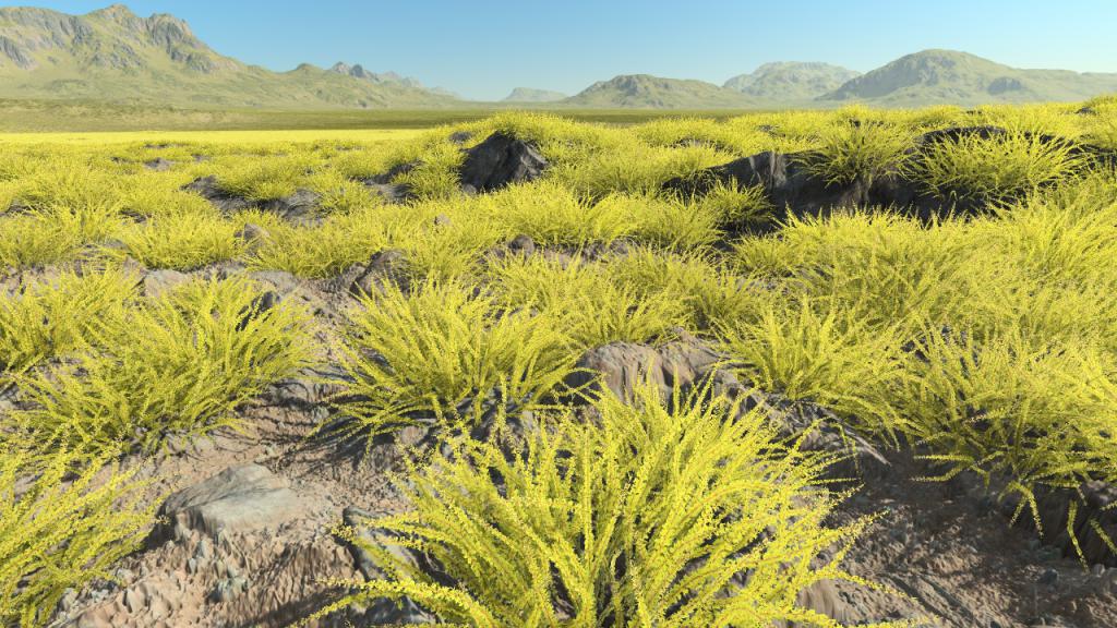 Wild Gold Estrellas
