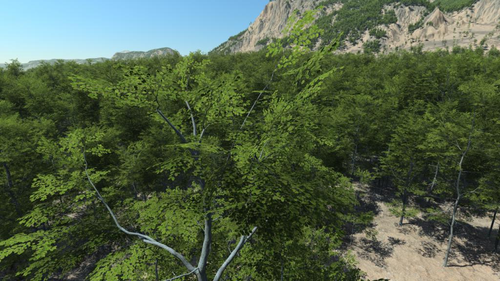 Beech Trees