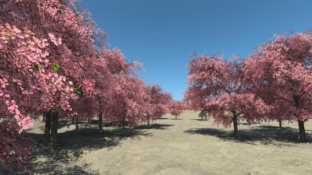 Cherry Trees