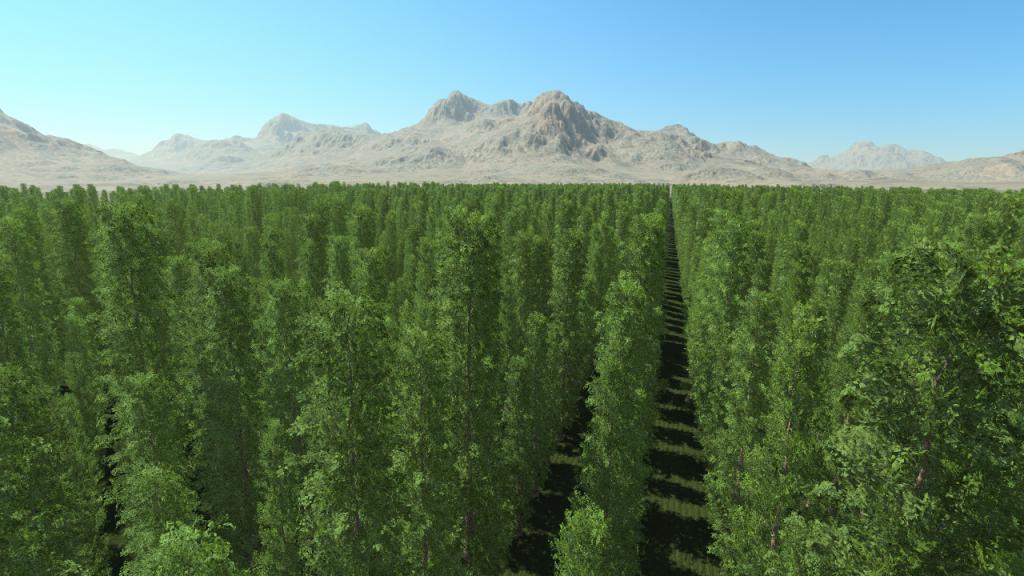 Summer poplar trees