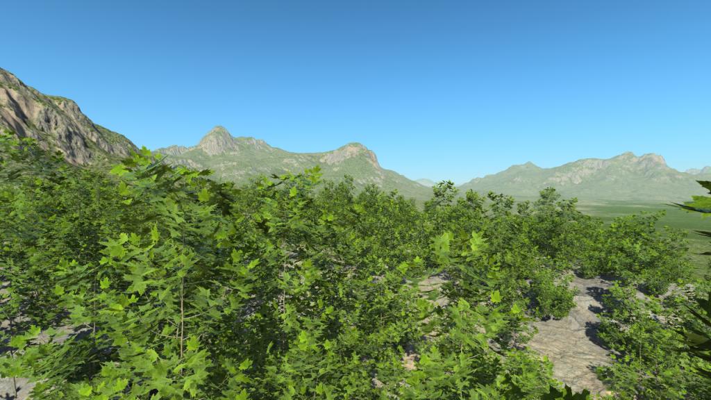 Summer maple bushes