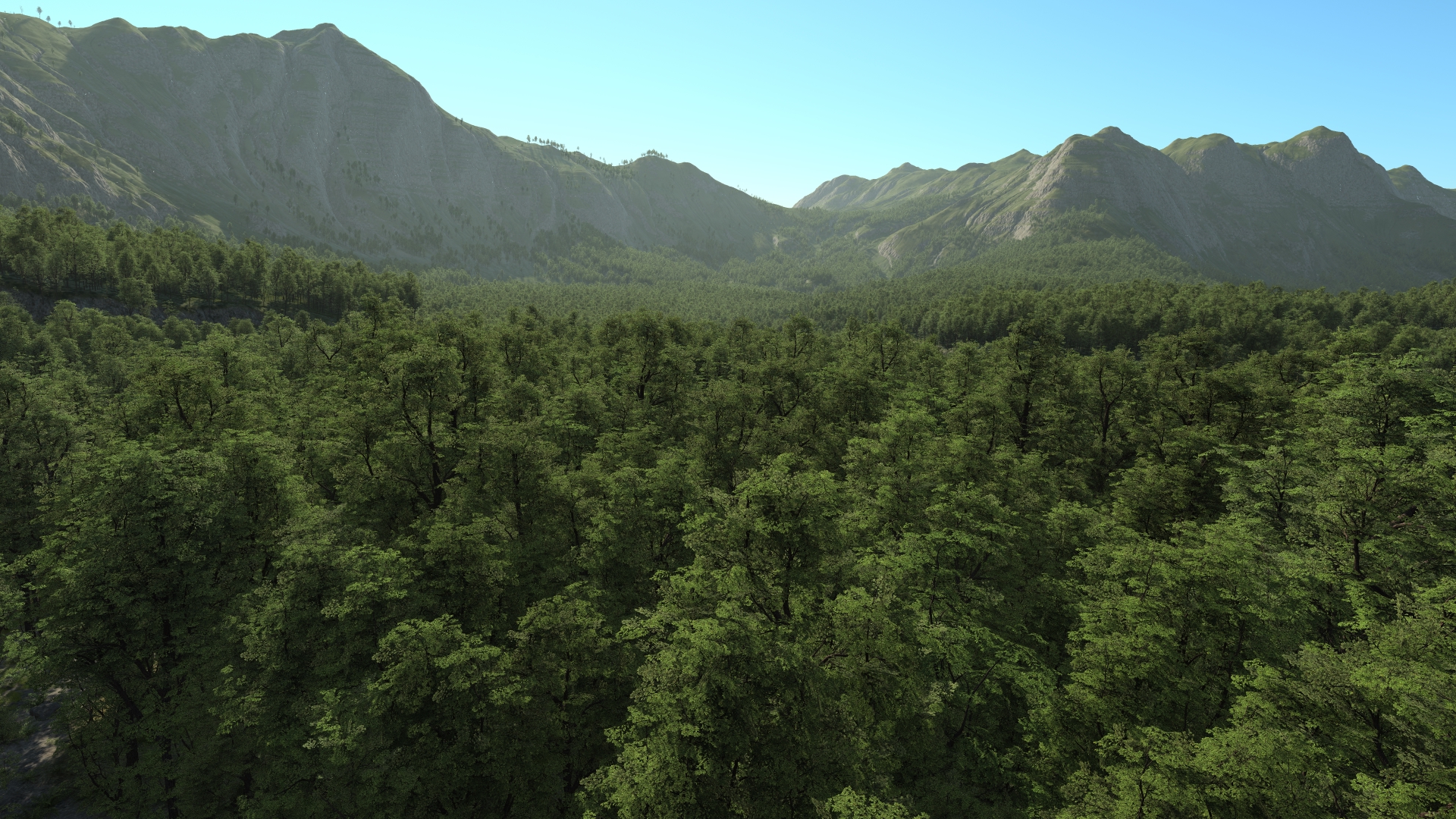 Oak forest_1