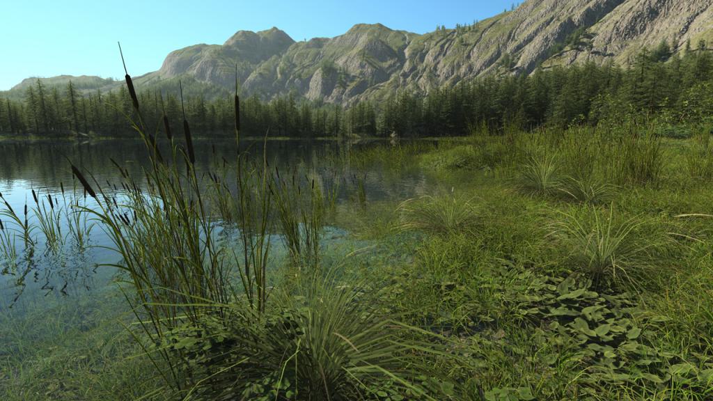 Wetland shoreline