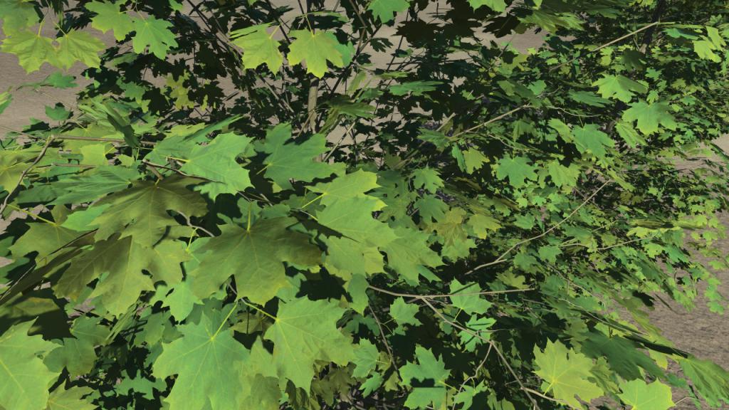 Summer plane trees