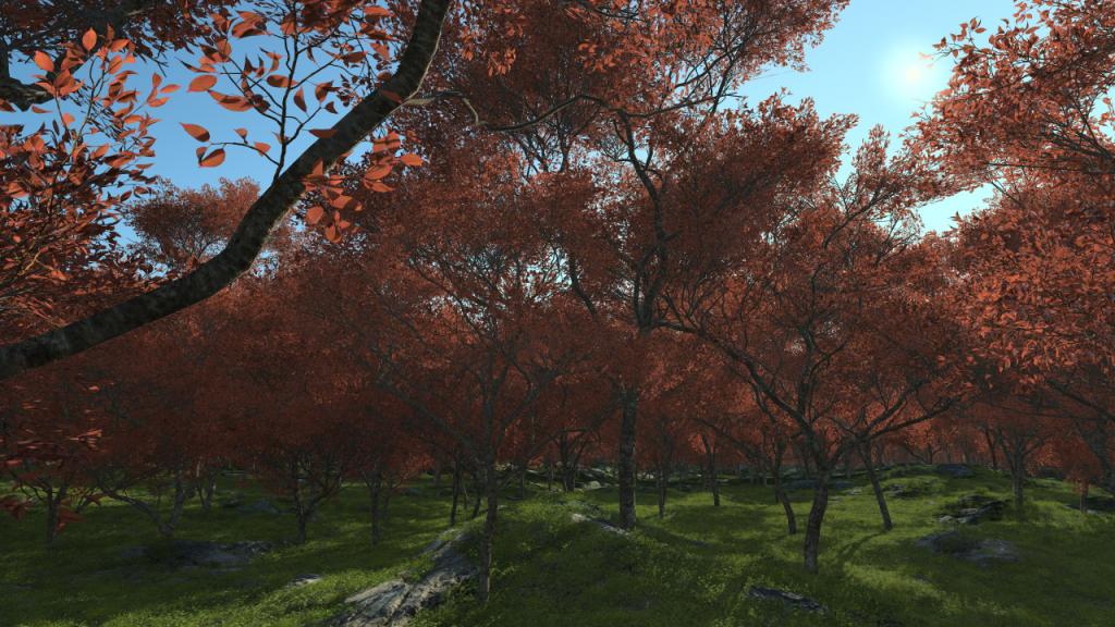 Summertime prunus trees