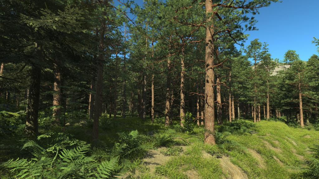 Pine forest