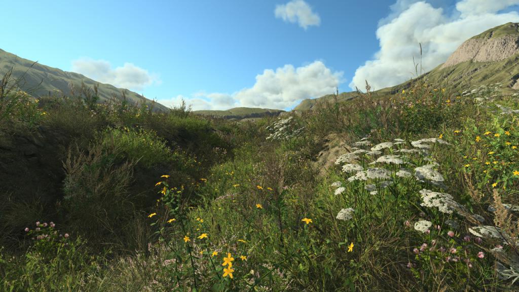 Meadow