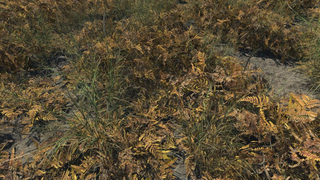 Dry ferns