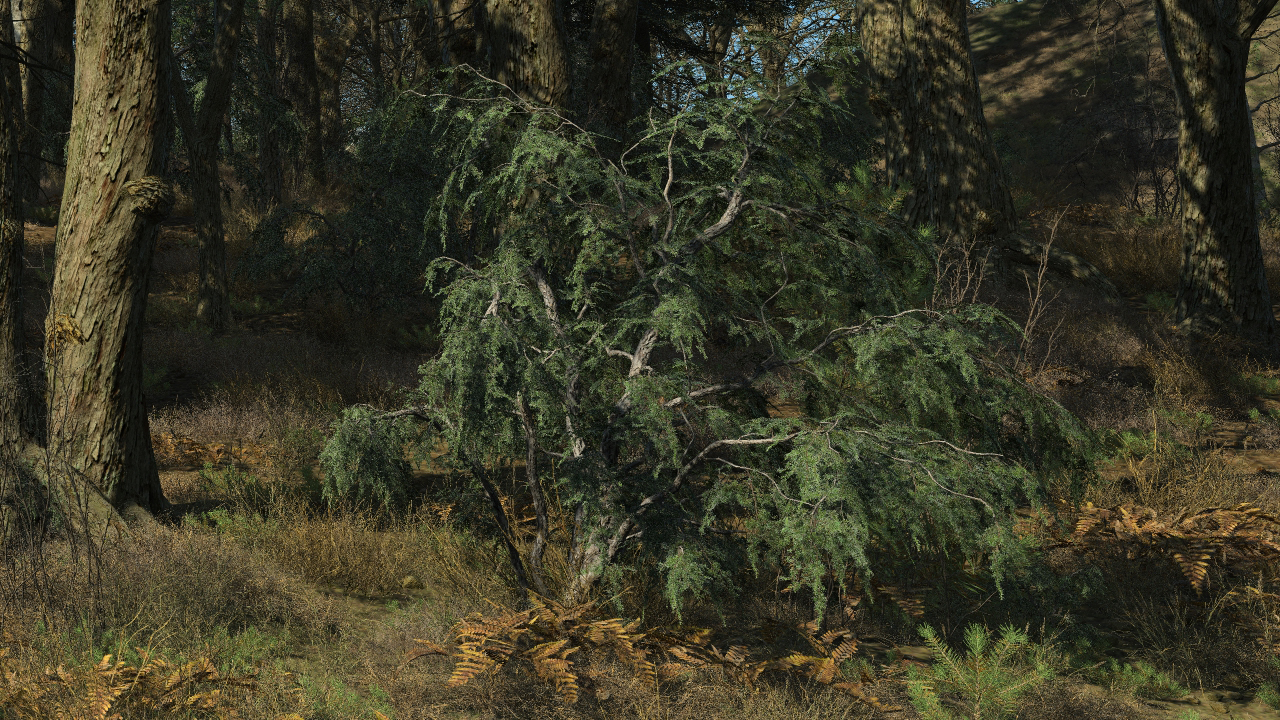 Wild Junipers_0