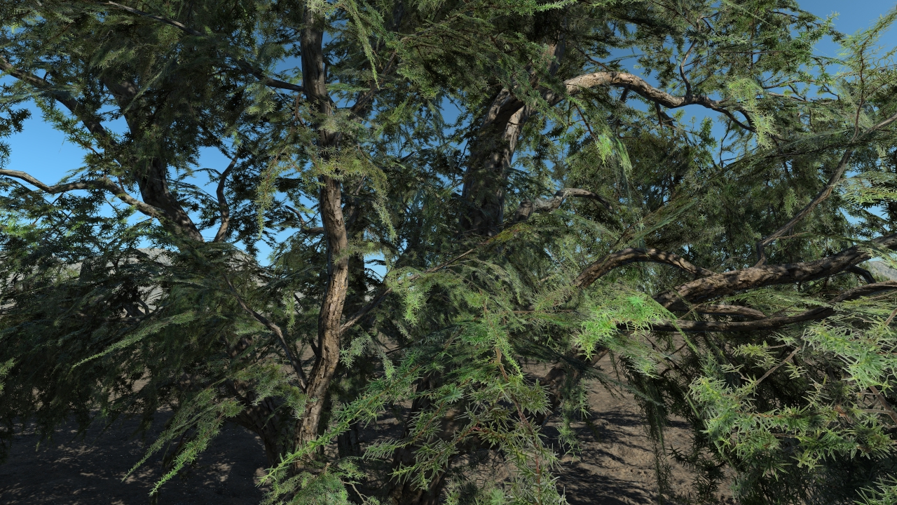 Wild Junipers_2