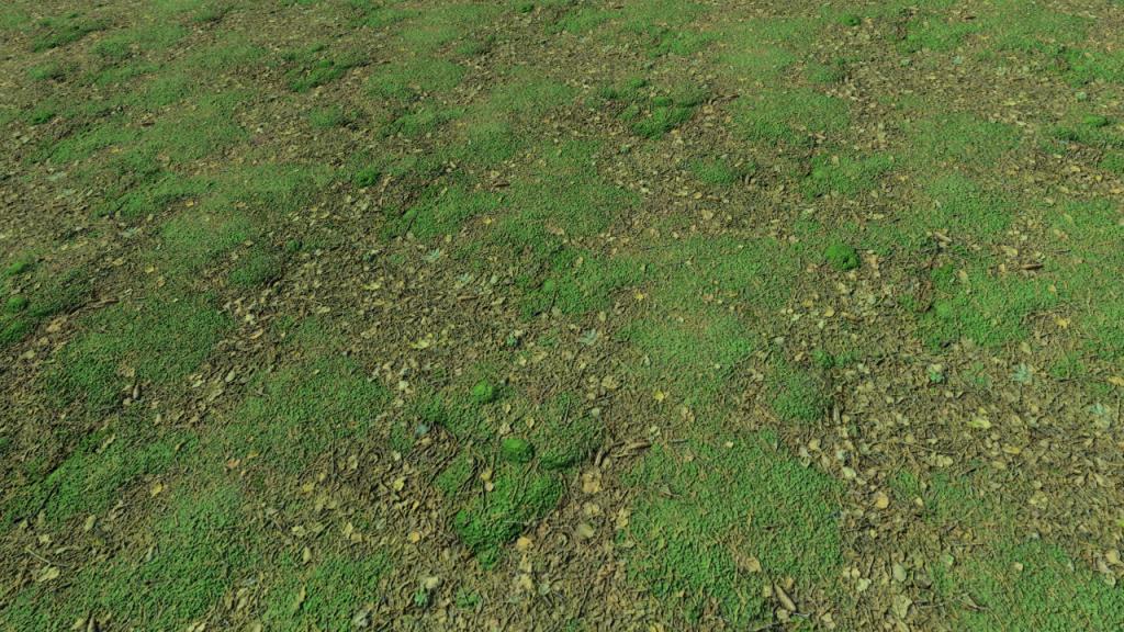 Mossy forest grounds