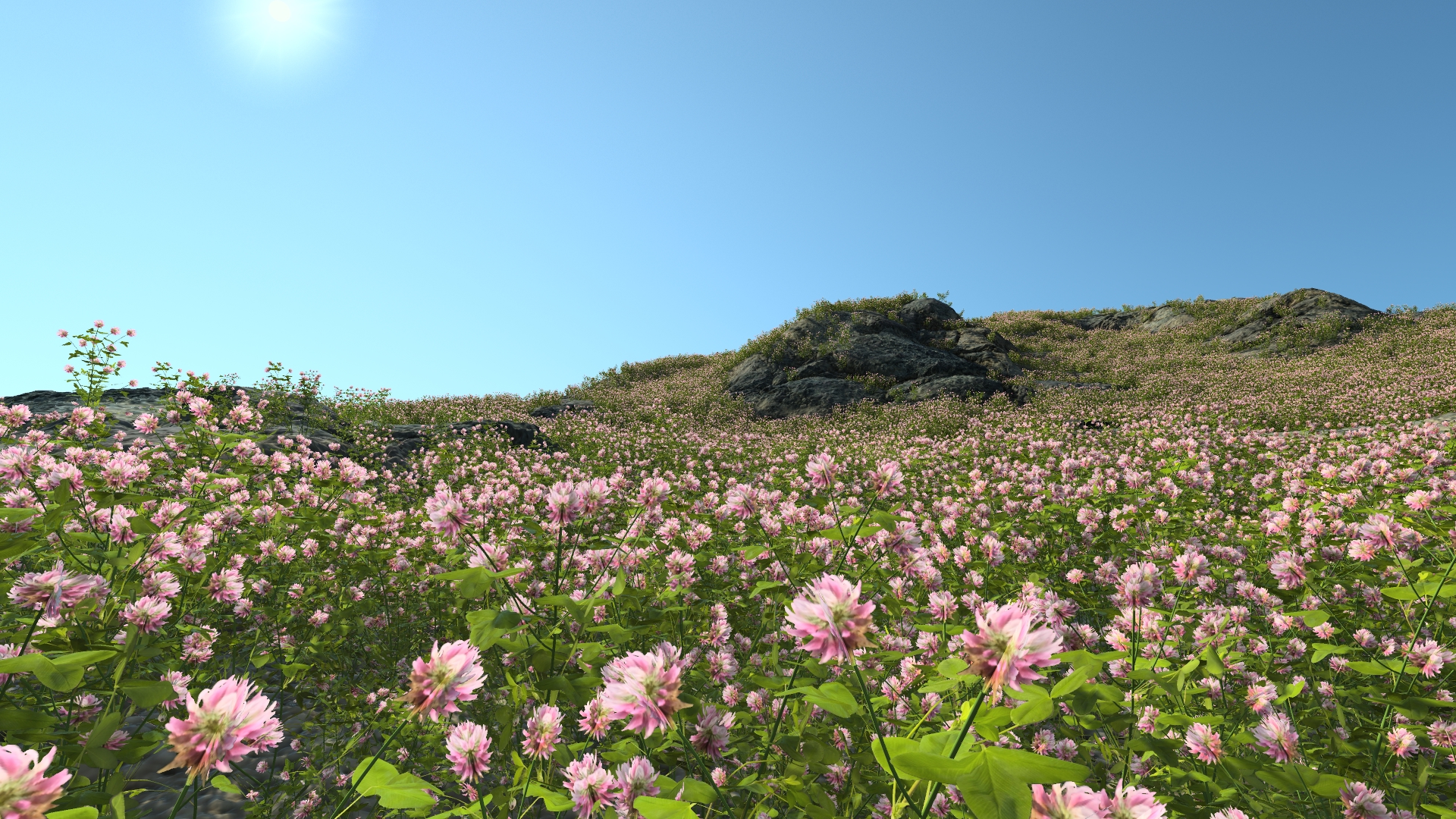 Summertime clover_0