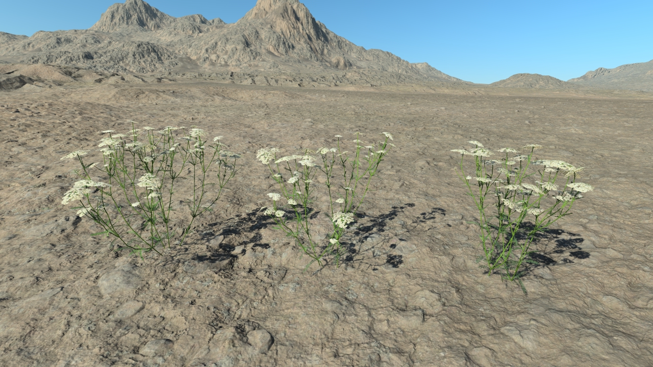 Summertime yarrow_1