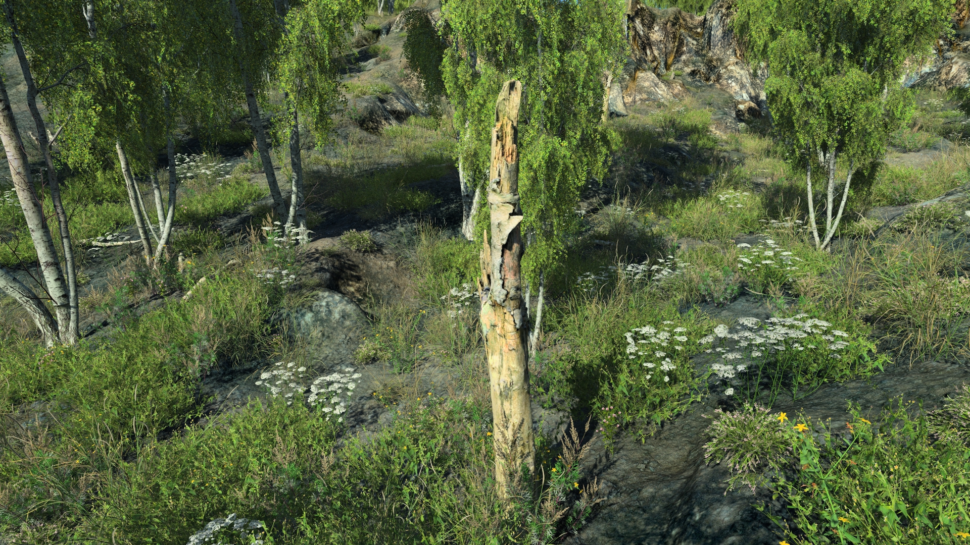 Dead birch parts_3