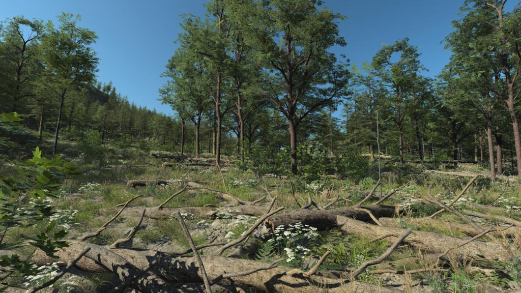 Fallen Fir Trunks