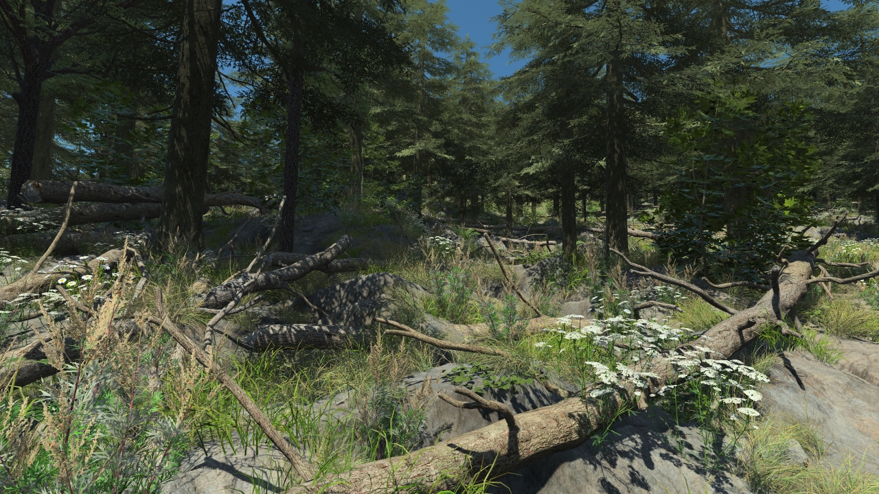 Fallen Fir Trunks_2