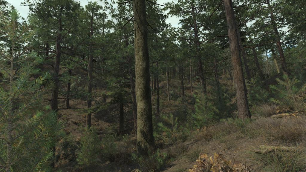 Pine Forest In Winter