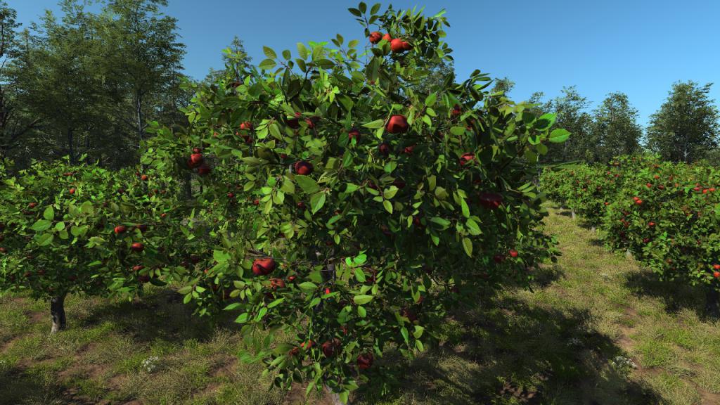 Apple trees