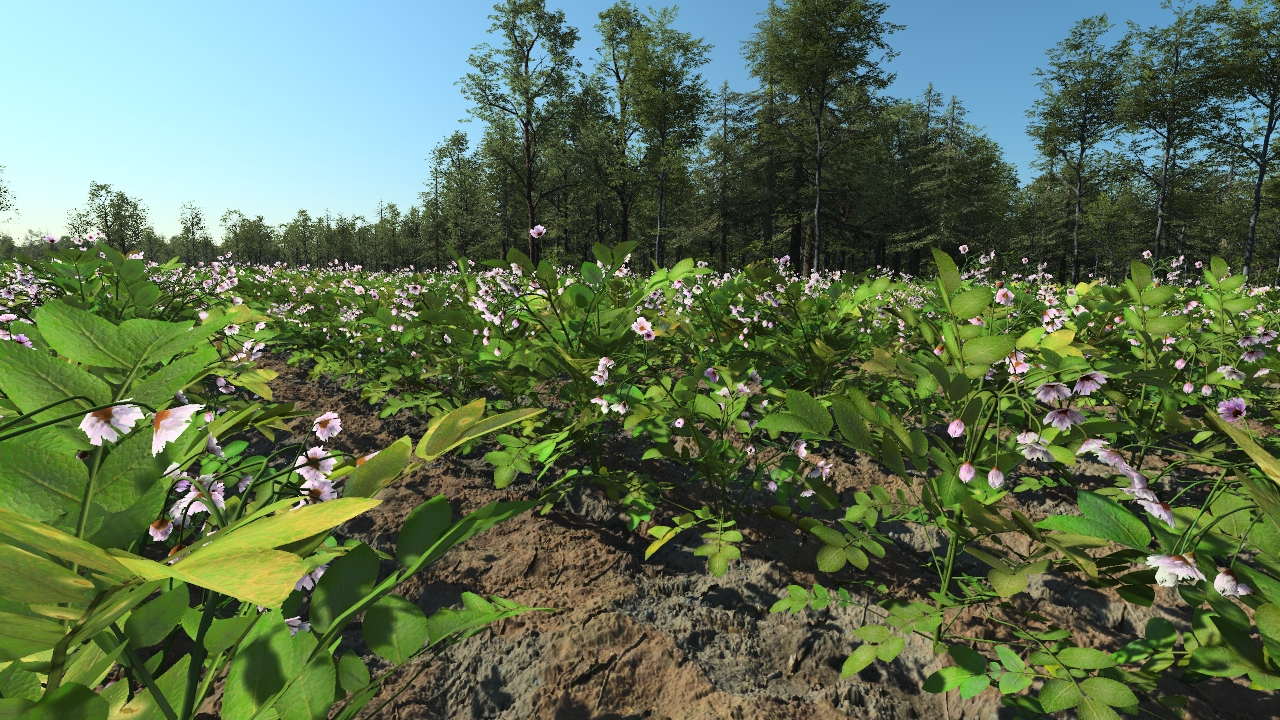 Grown potatoes_2