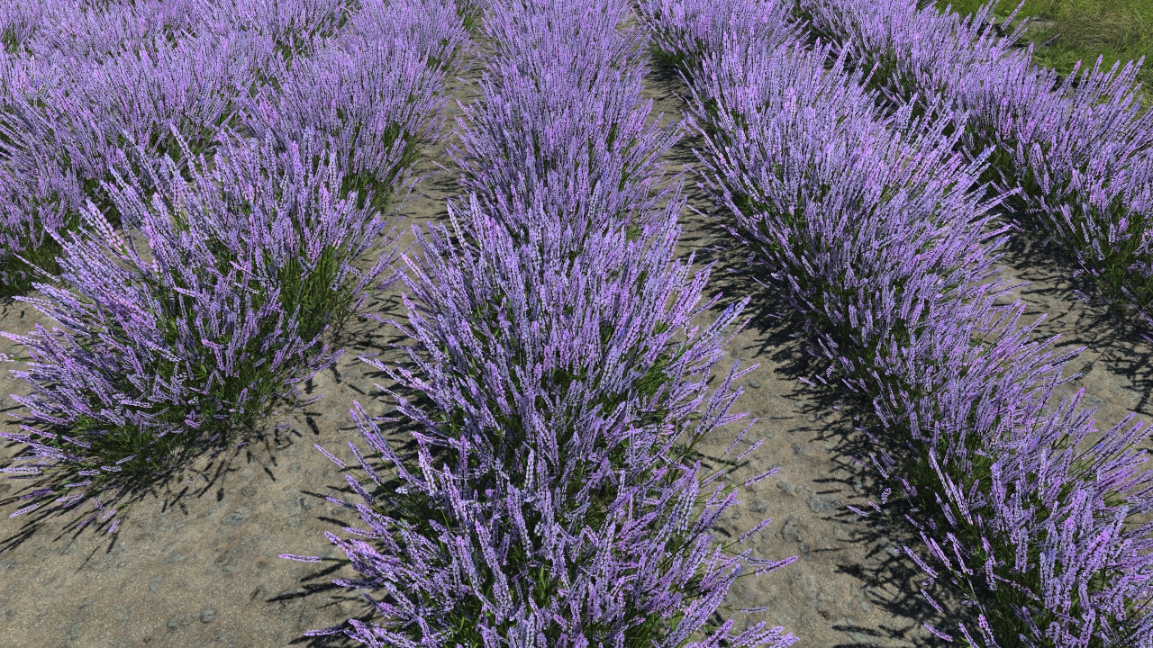 Summertime lavander_1
