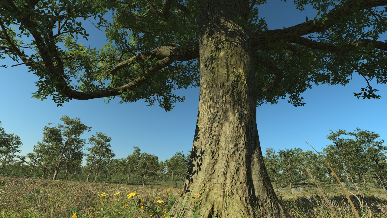 Holm Oaks_0