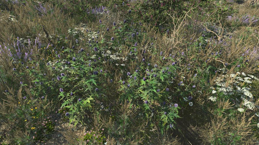 Blue Thistle