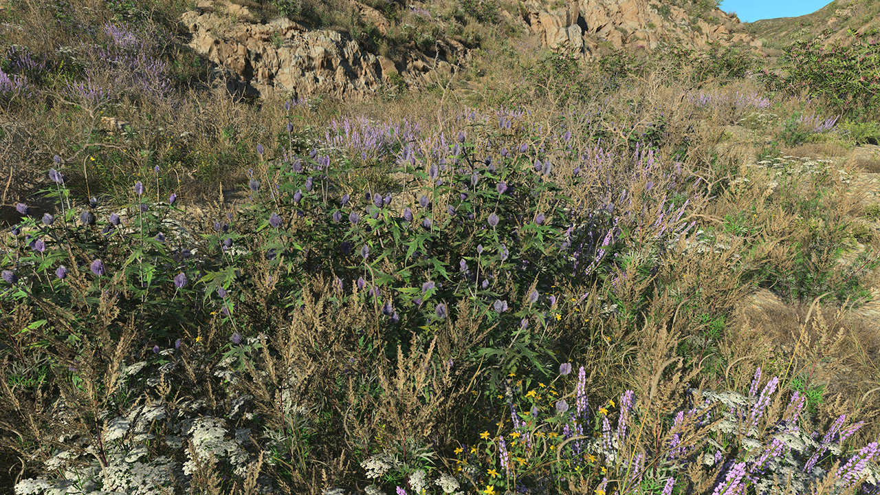 Blue Thistle_3