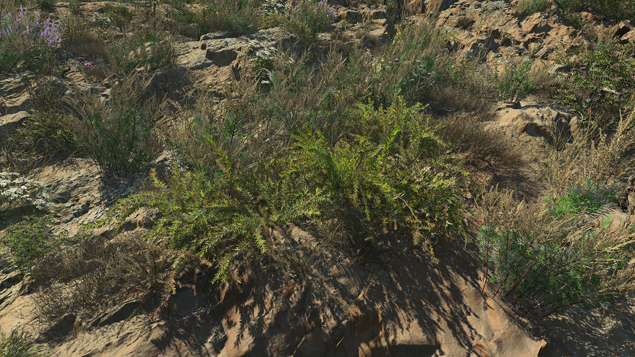 Rosemary_3