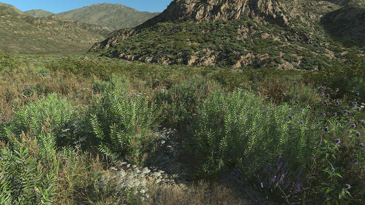 Olive Bushes_2