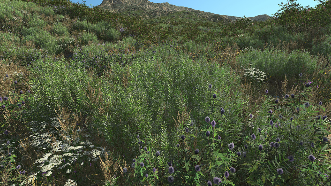 Olive Bushes_3