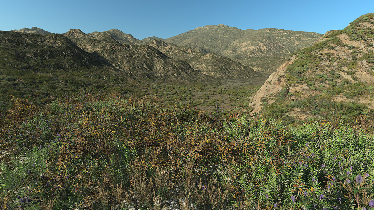 Dry Bushes_2
