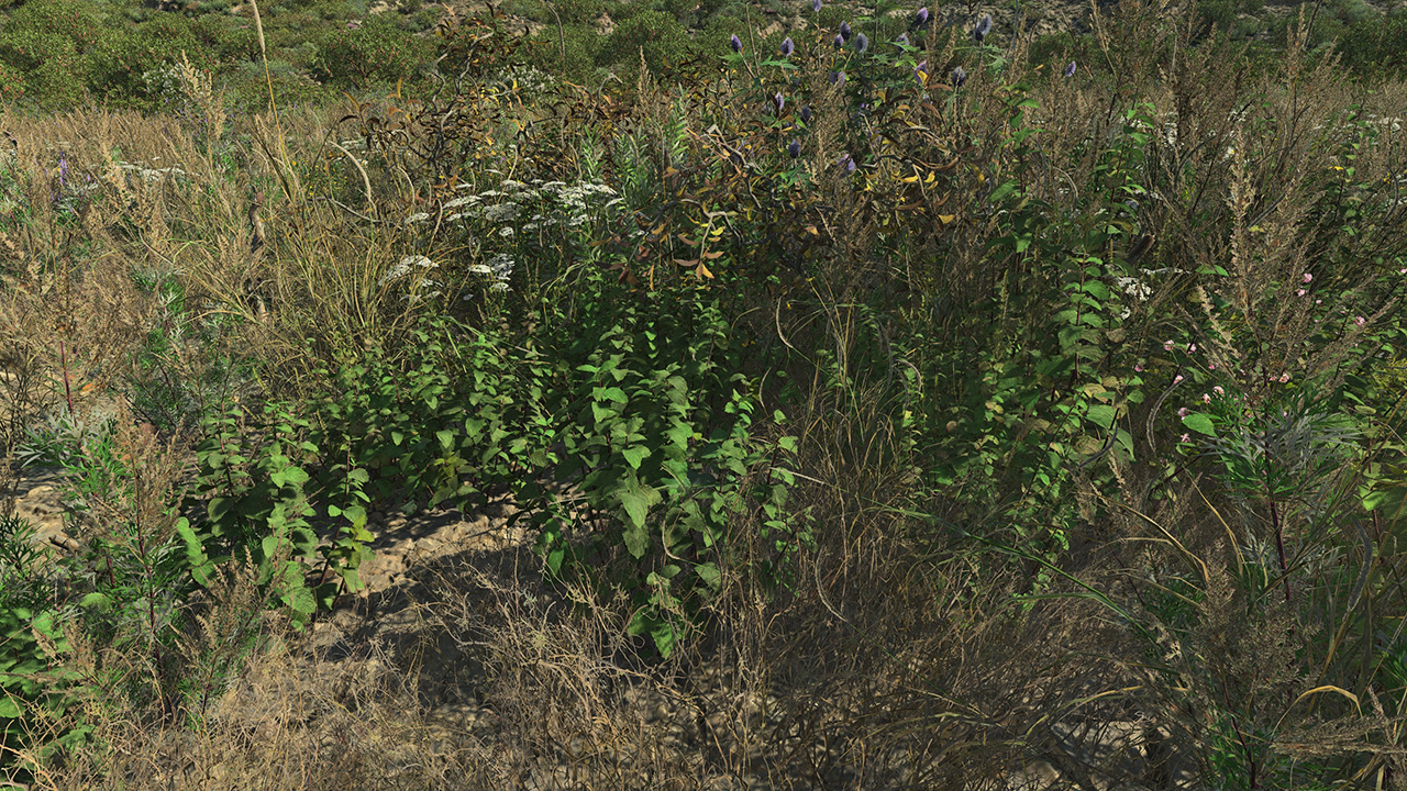 Wild Mint_3