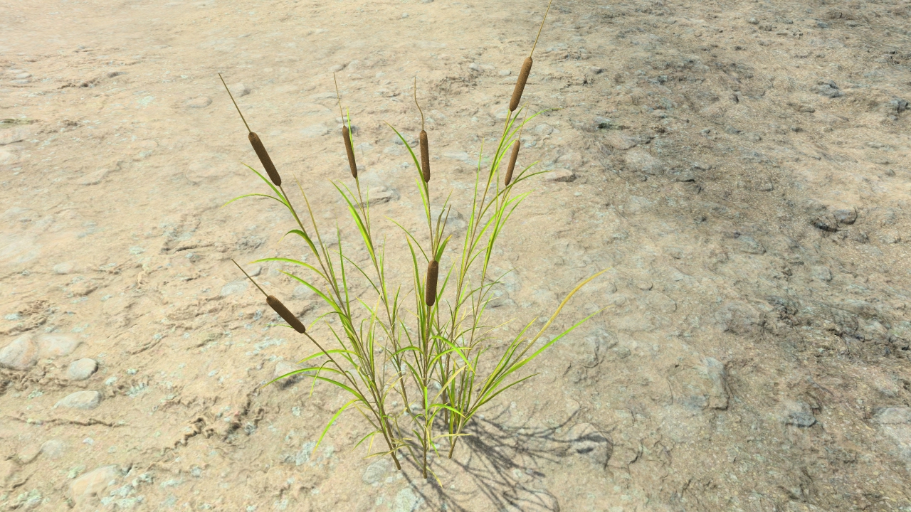 Cattails in summer_4