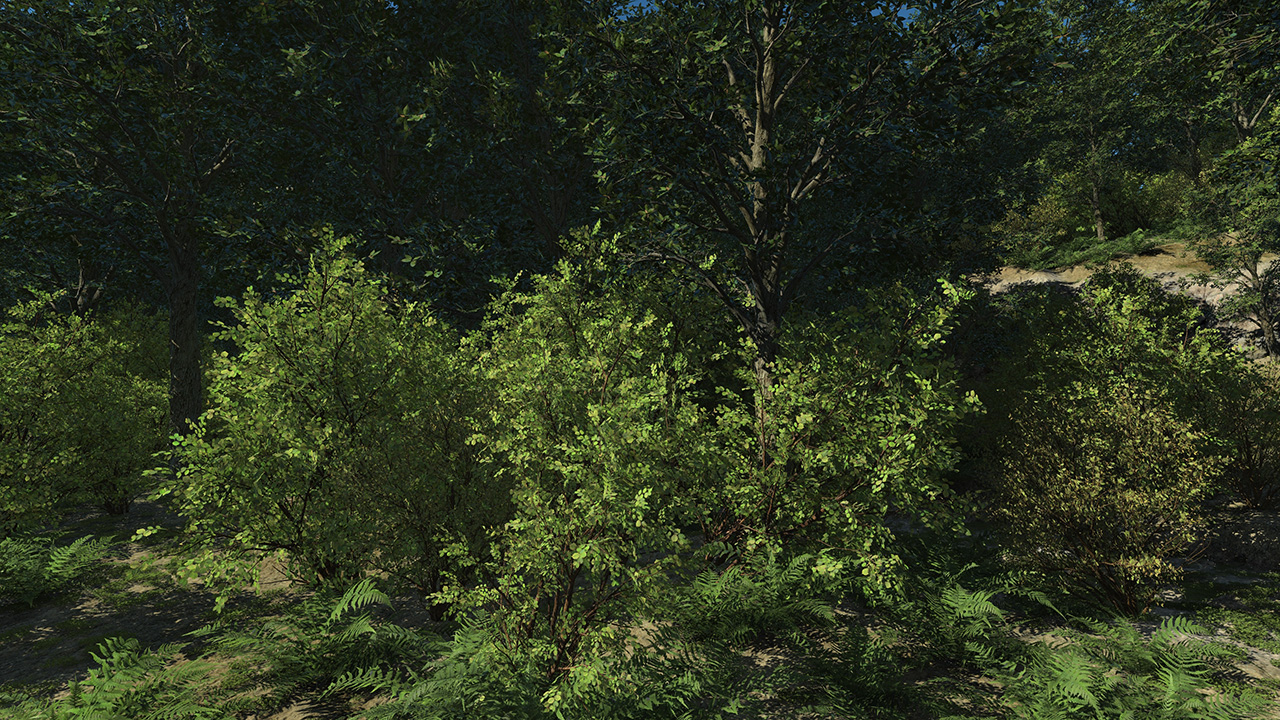 Hazel Bushes_0