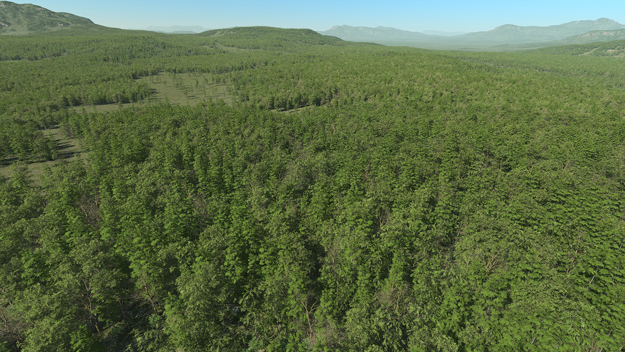 South Of France Broadleaf Forest_1